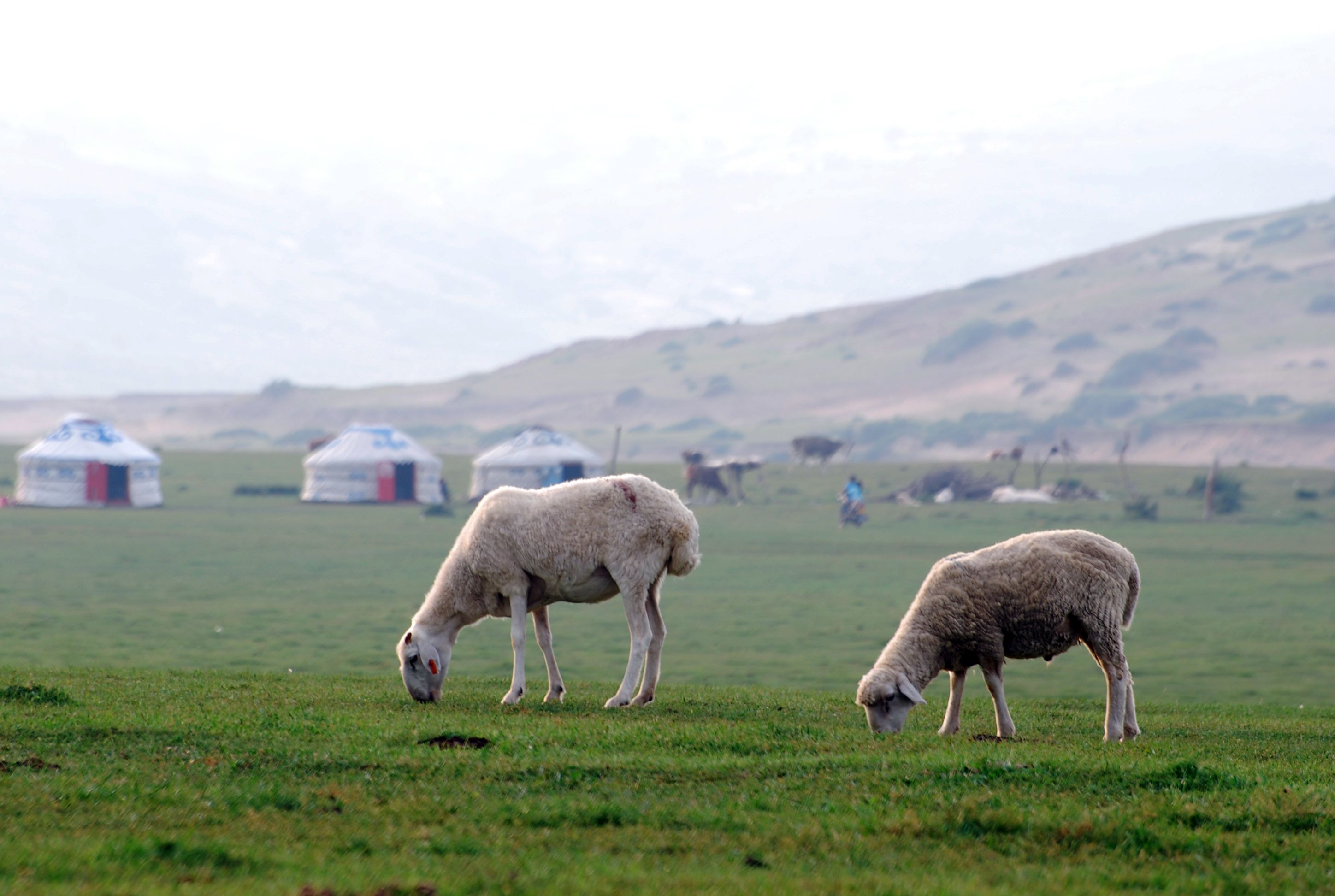 Sheep Grazing on Lush Meadow Near Mongolian Yurts · Free Stock Photo