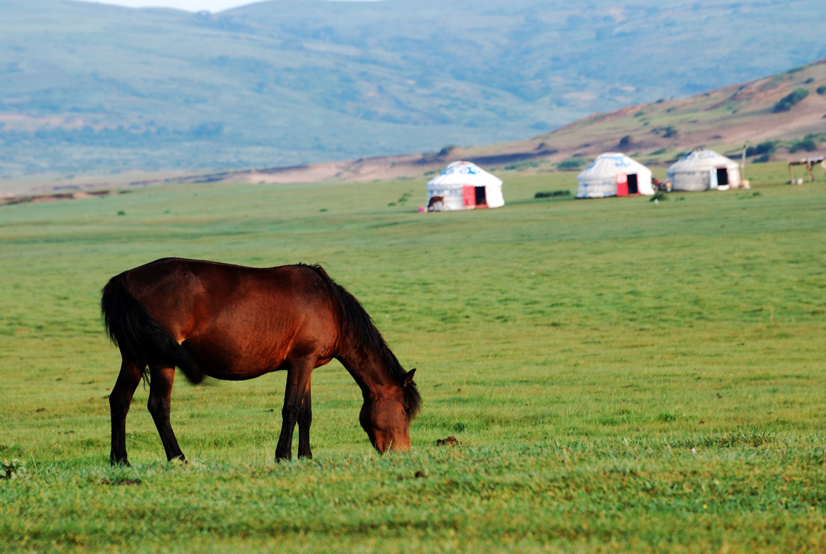 Grazing Horse in Pristine Mongolian Landscape · Free Stock Photo