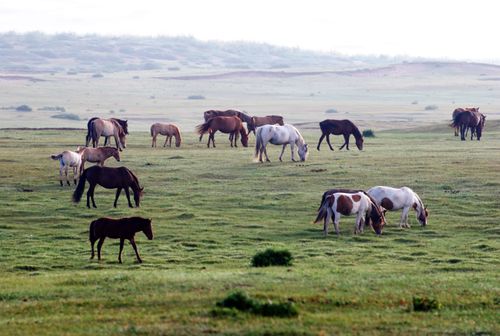 Free A serene scene of wild horses grazing on a vast grassy plain, showcasing natural beauty and freedom. Stock Photo