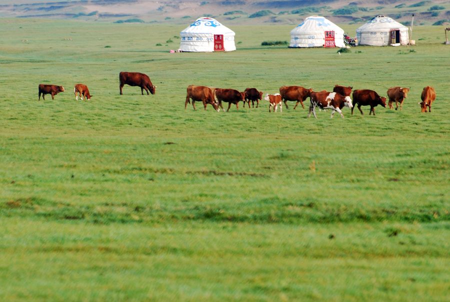 The steppe & ger life