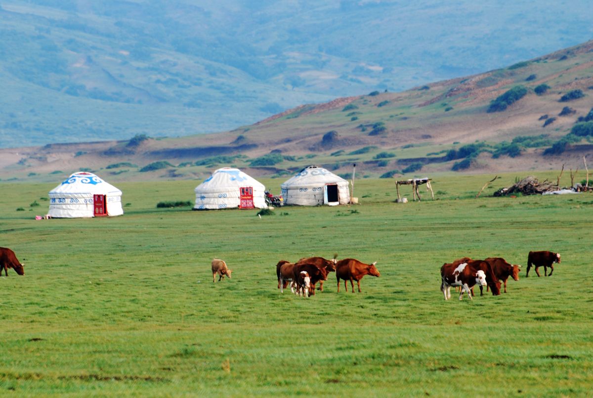 Traditional round felt gers on the open Mongolian steppe