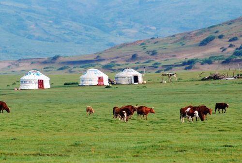 Free Idyllic landscape with traditional yurts and grazing cattle on a scenic steppe. Stock Photo