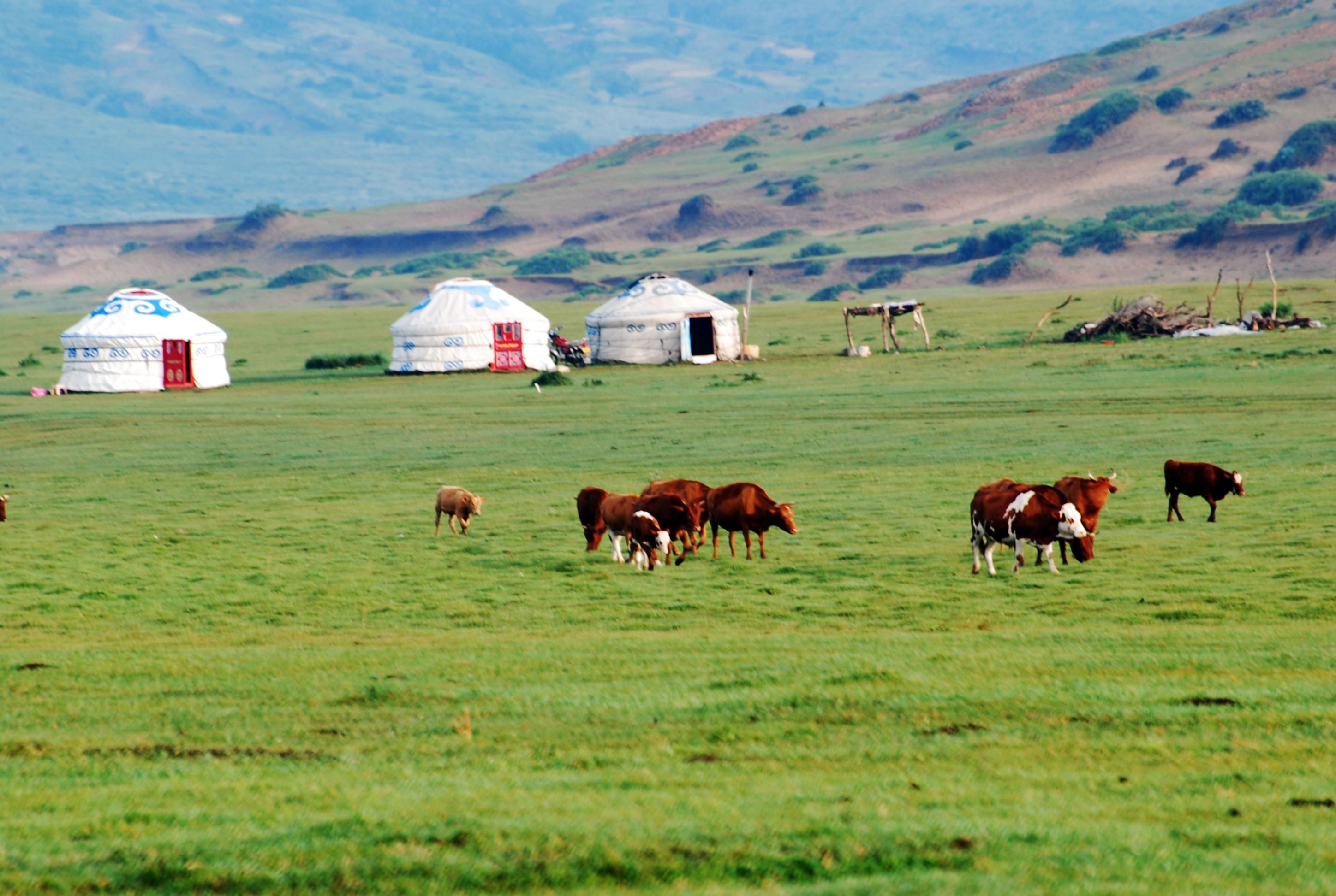Yurt and Cattle on the Mongolian Steppe · Free Stock Photo
