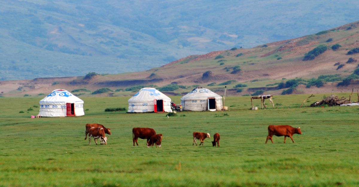 Pasture Landscape With Yurts And Grazing Cows Free Stock Photo Pasture landscape with yurts and grazing cows free stock photo