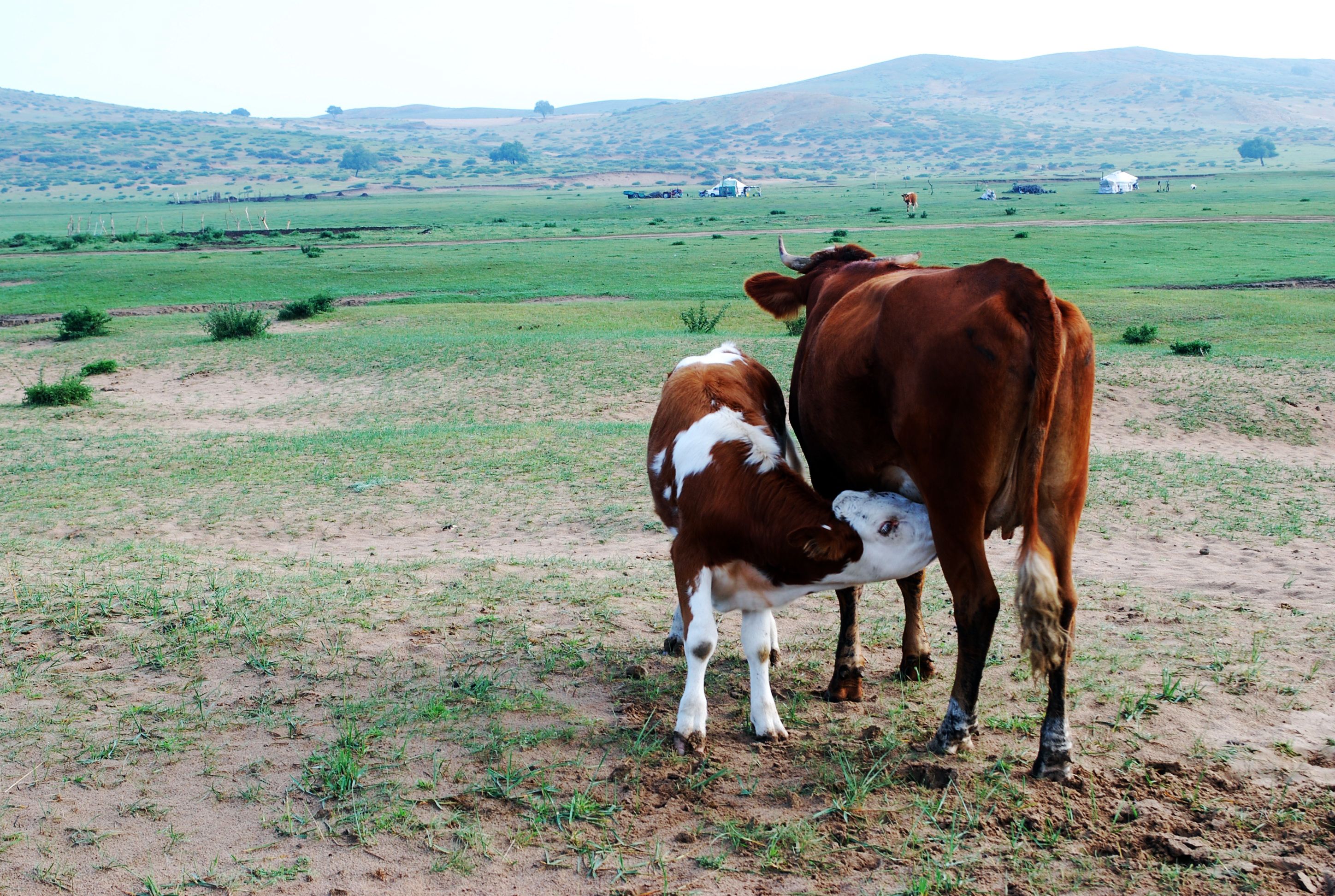 Cow and Calf Grazing in Serene Pasture · Free Stock Photo