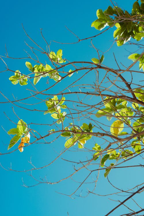 Free Tree branches with green leaves stretch against a vivid blue sky in Bình Thuận, Vietnam. Stock Photo