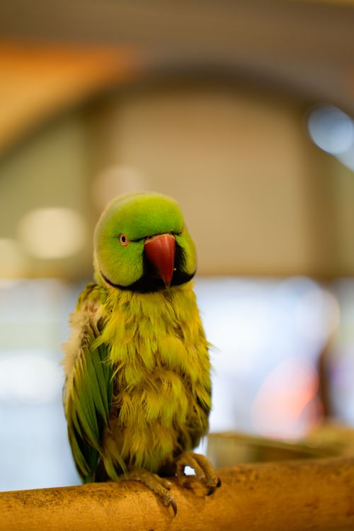 Free Close-up of a vibrant green parakeet with a red beak perched indoors with blurred background. Stock Photo