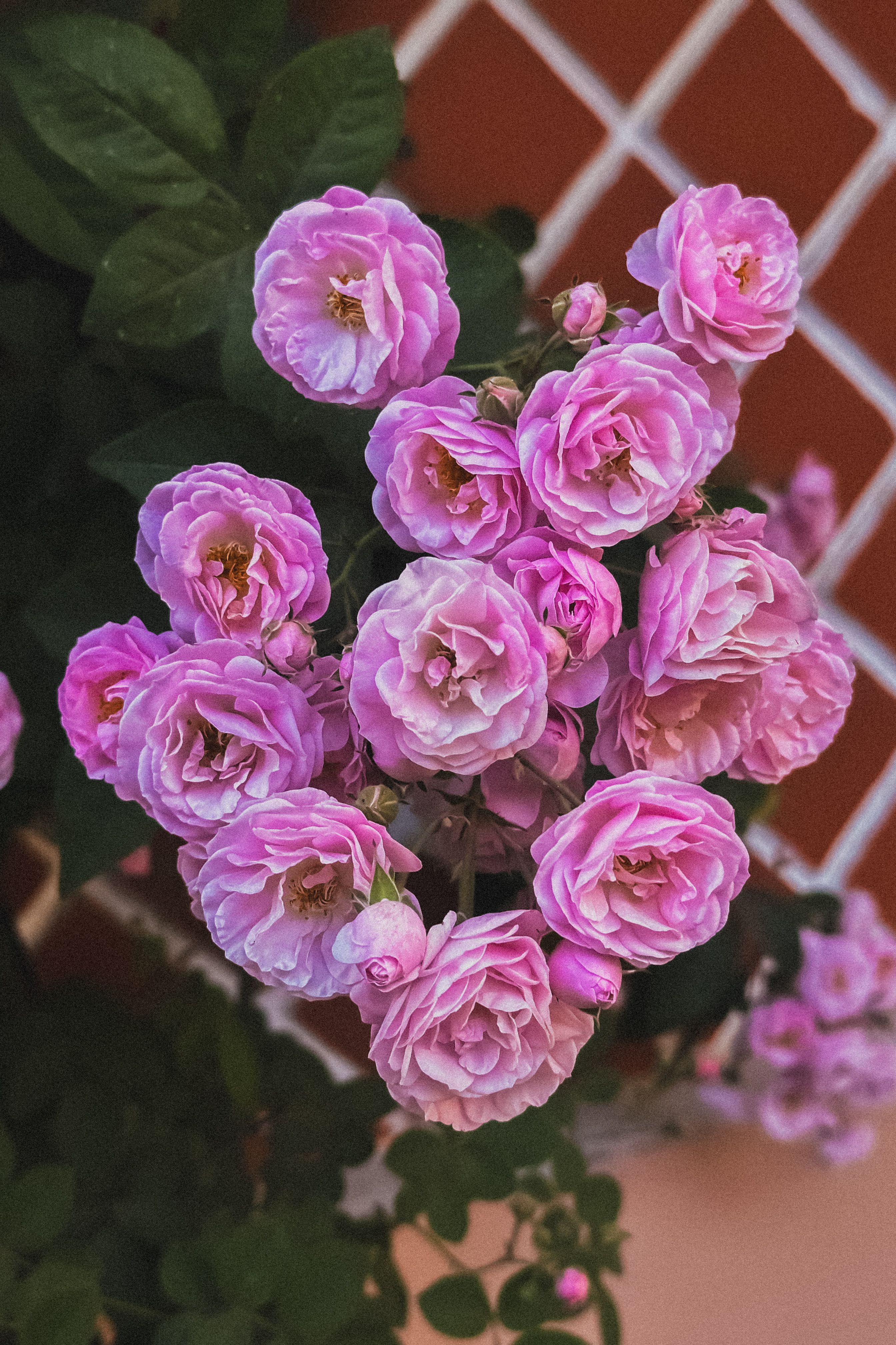 Pink Roses on a Vibrant Garden Trellis · Free Stock Photo