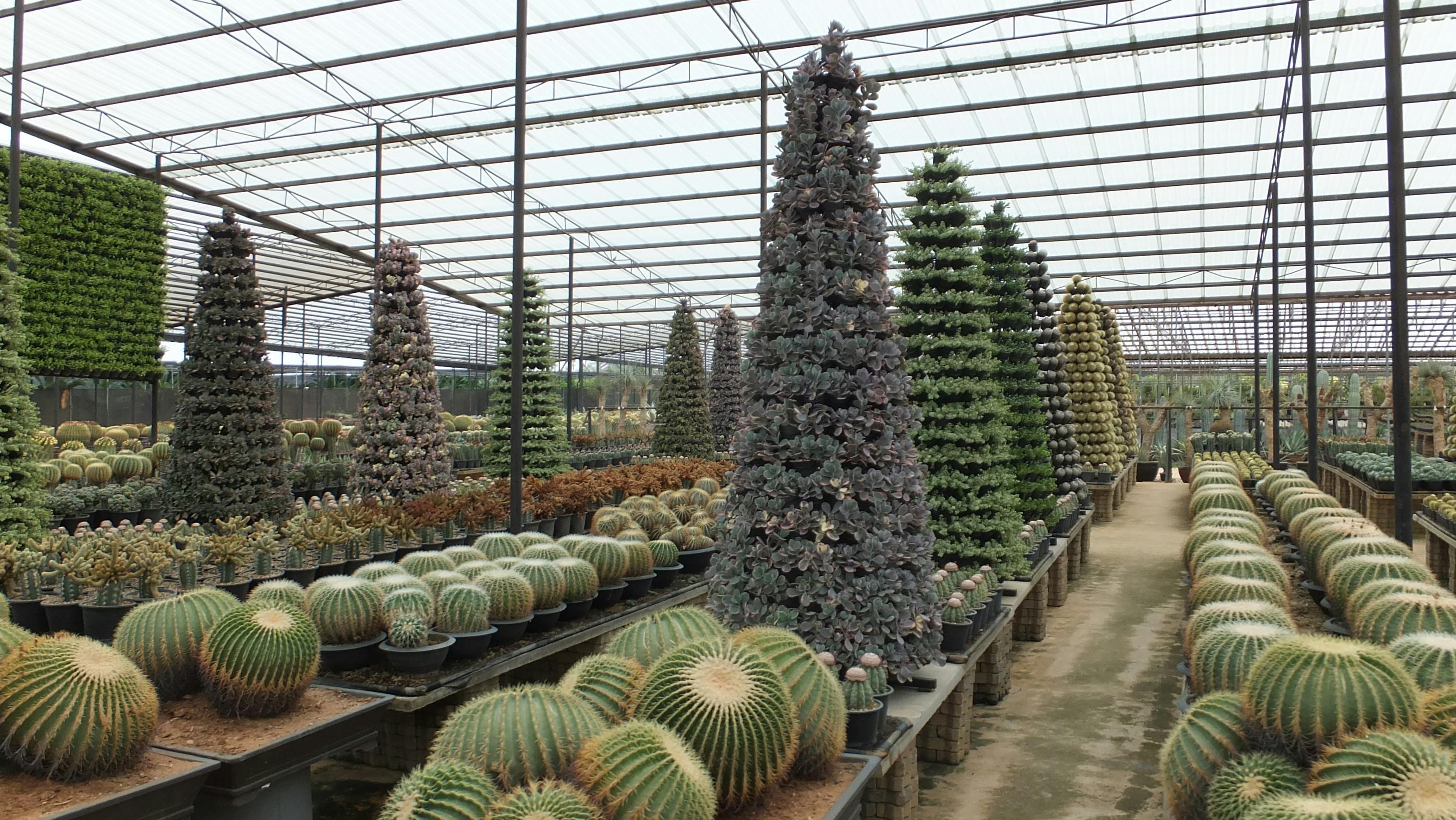 Tropical Cactus Nursery in Chon Buri Thailand · Free Stock Photo