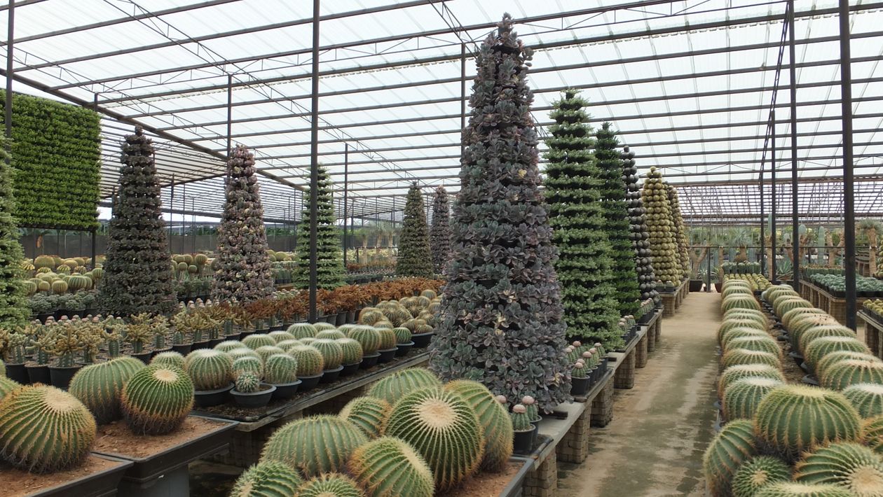 Tropical Cactus Nursery in Chon Buri Thailand  Free Stock Photo