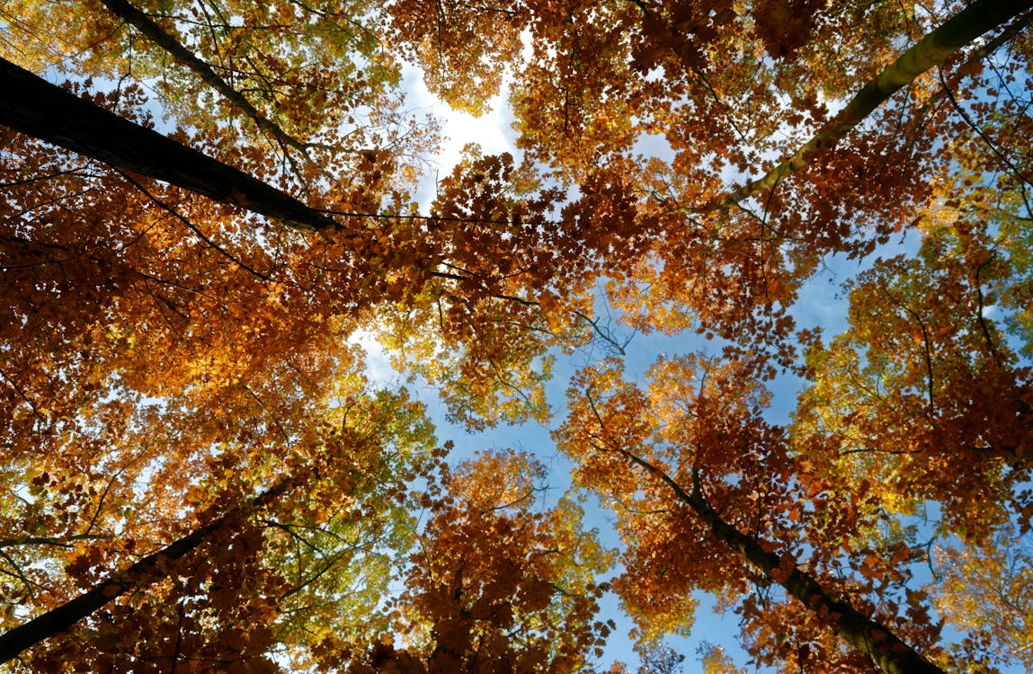 Brown Leaves Of A Tree Under Blue Sky