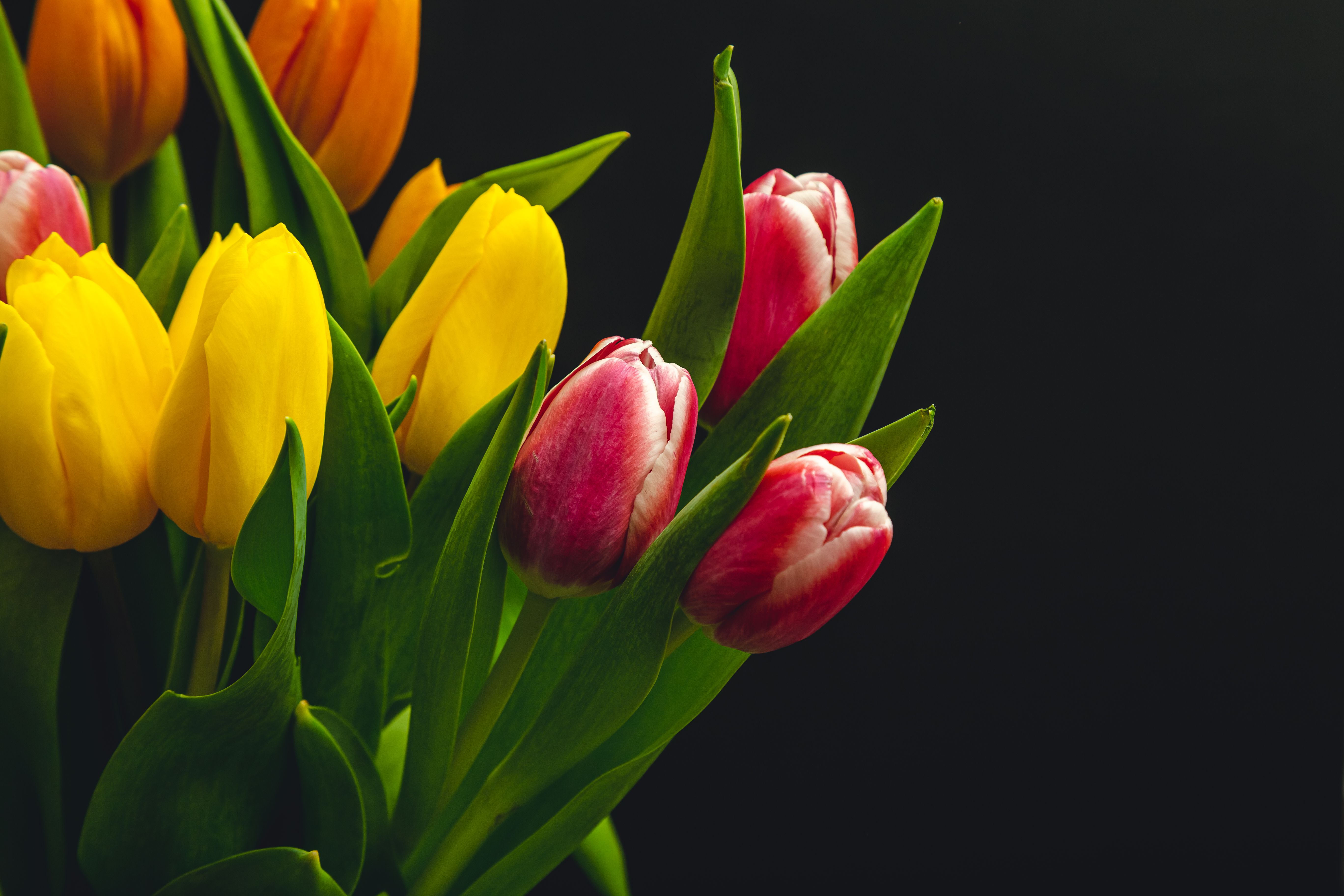 Colorful tulip arrangement