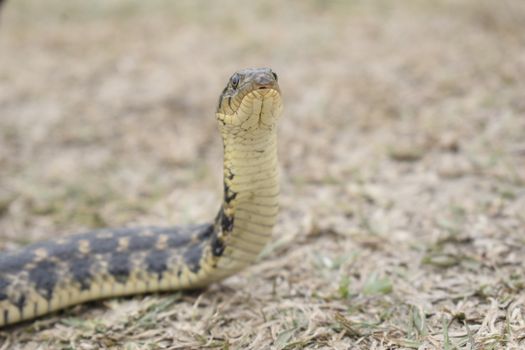 Detailed view of an Eastern Garter Snake in its natural habitat, captured outdoors in West Bengal, India.