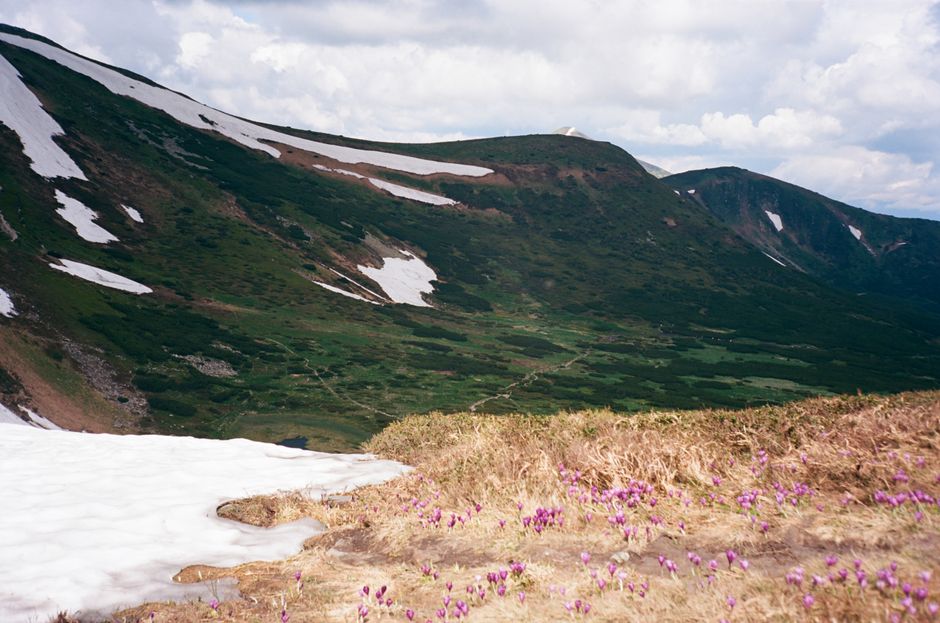 A stunning view of the Carpathian Mountains with patches of snow and purple flowers, under a bright summer sky.