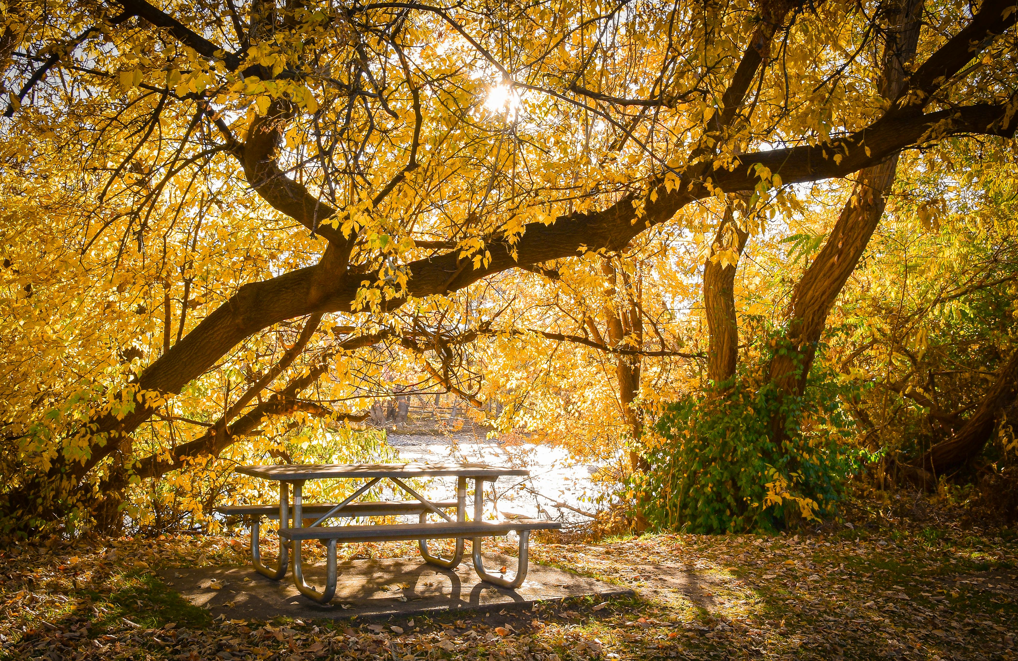 Experience the tranquility of autumn in Boise, Idaho, with golden foliage and a peaceful picnic setting.