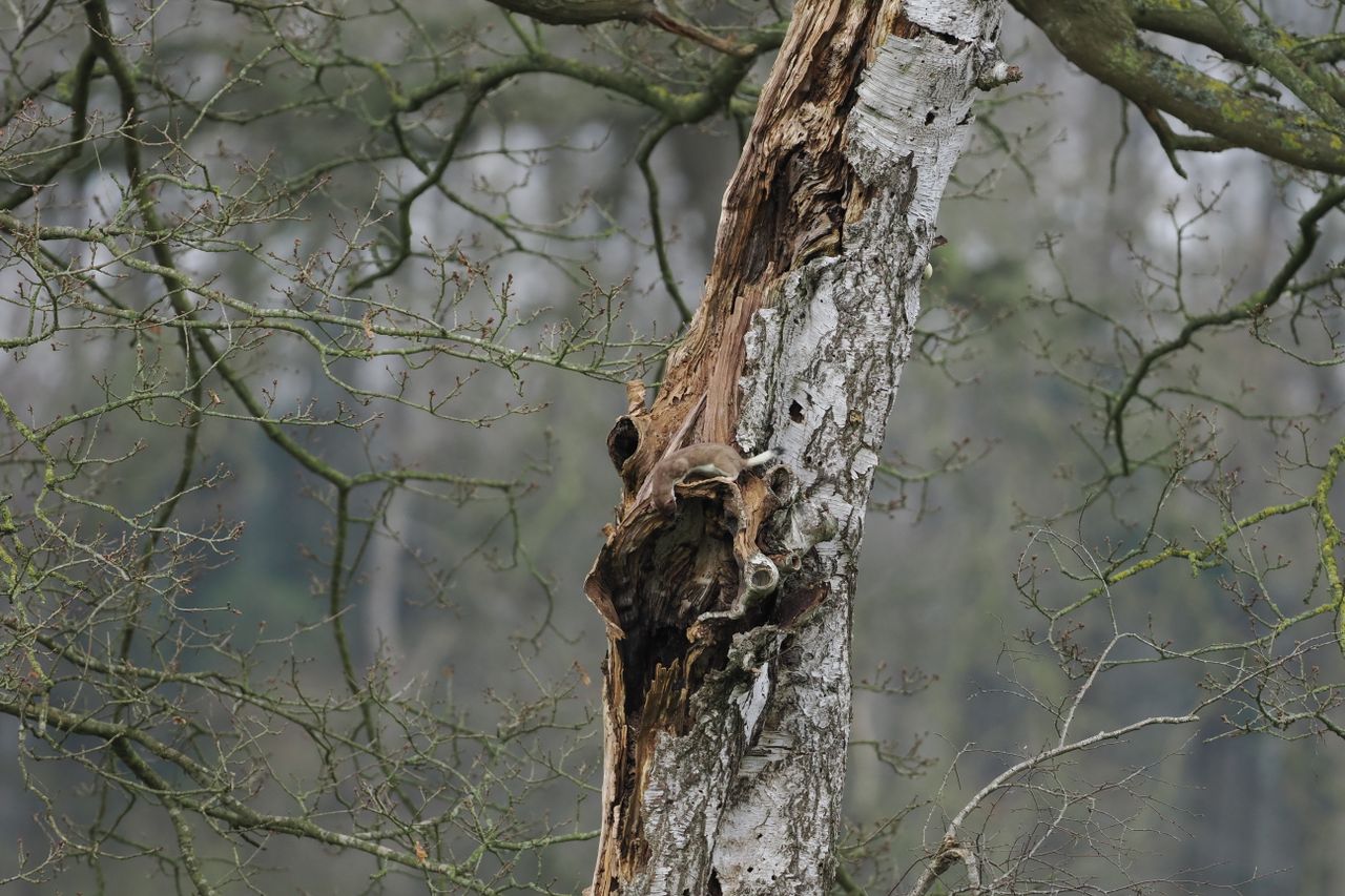 a pine marten perched in a tree in hambergen showcasing wildlife in it