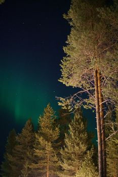 Capture of the northern lights above a forest in Lapland, Finland at night.