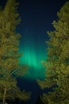 Stunning green aurora borealis glowing above a serene forest in Lapland, Finland.