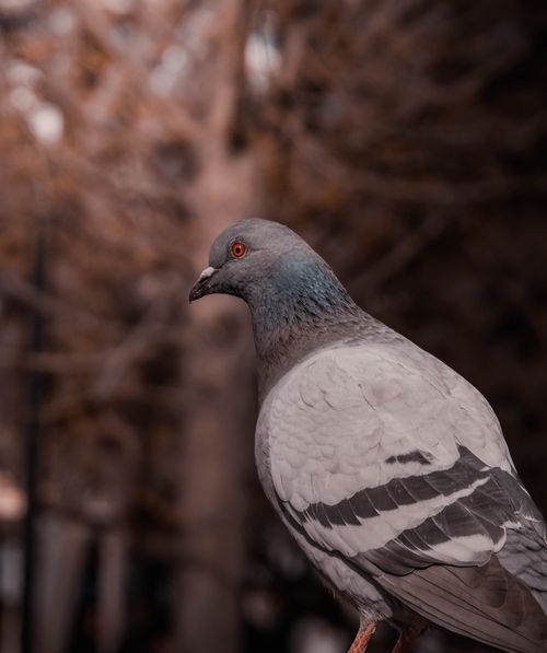 Free Detailed portrait of a pigeon in Ankara, Türkiye, capturing its unique features amidst an urban backdrop. Stock Photo