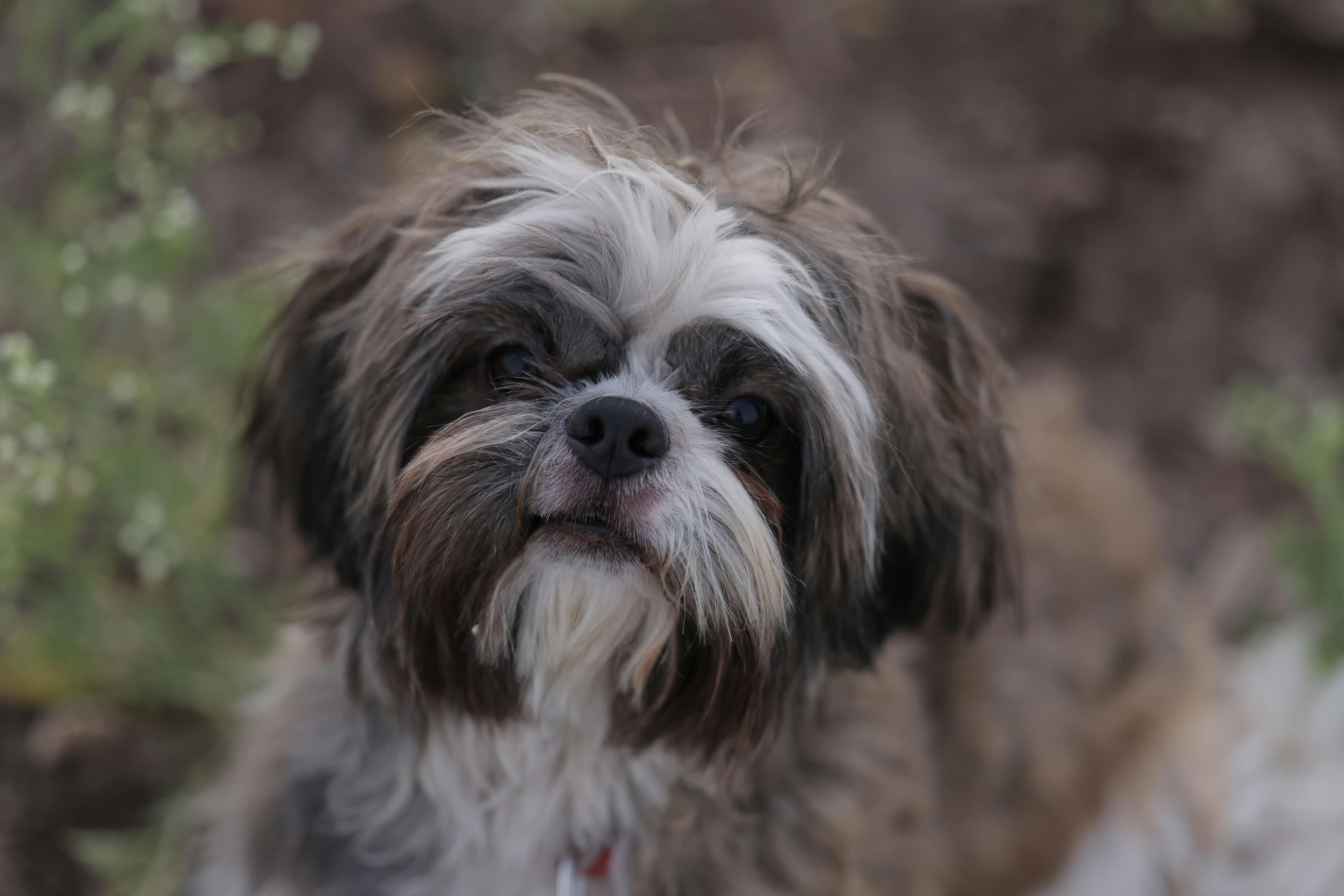 Shih Tzu dog