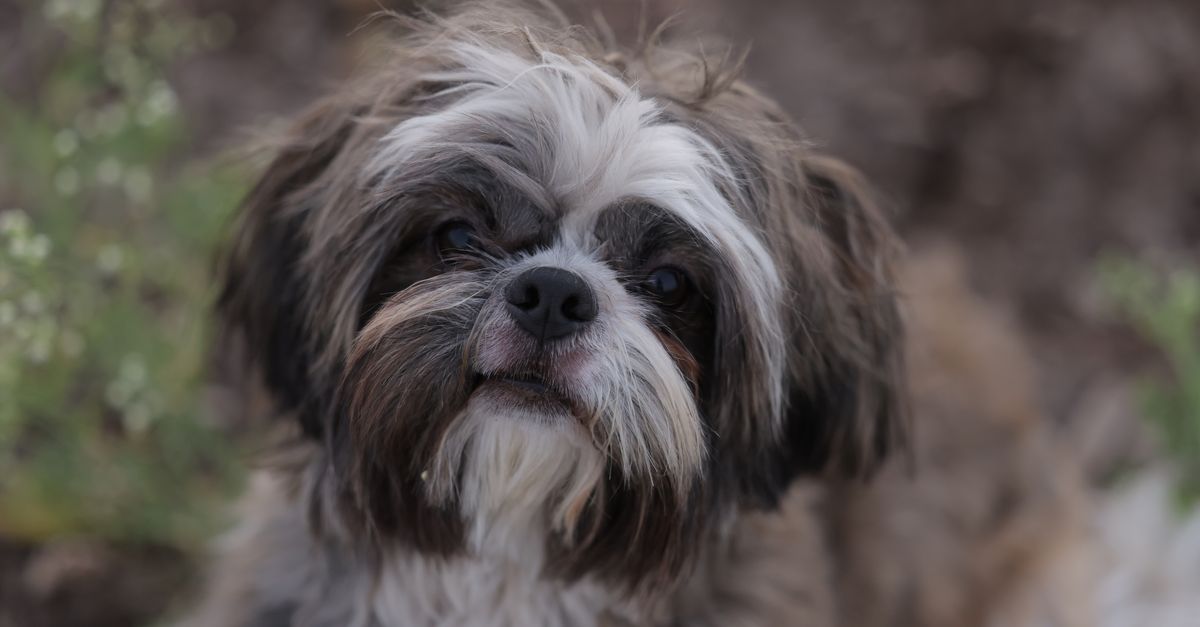 Close-Up of an Adorable Shih Tzu Dog Outdoors · Free Stock Photo