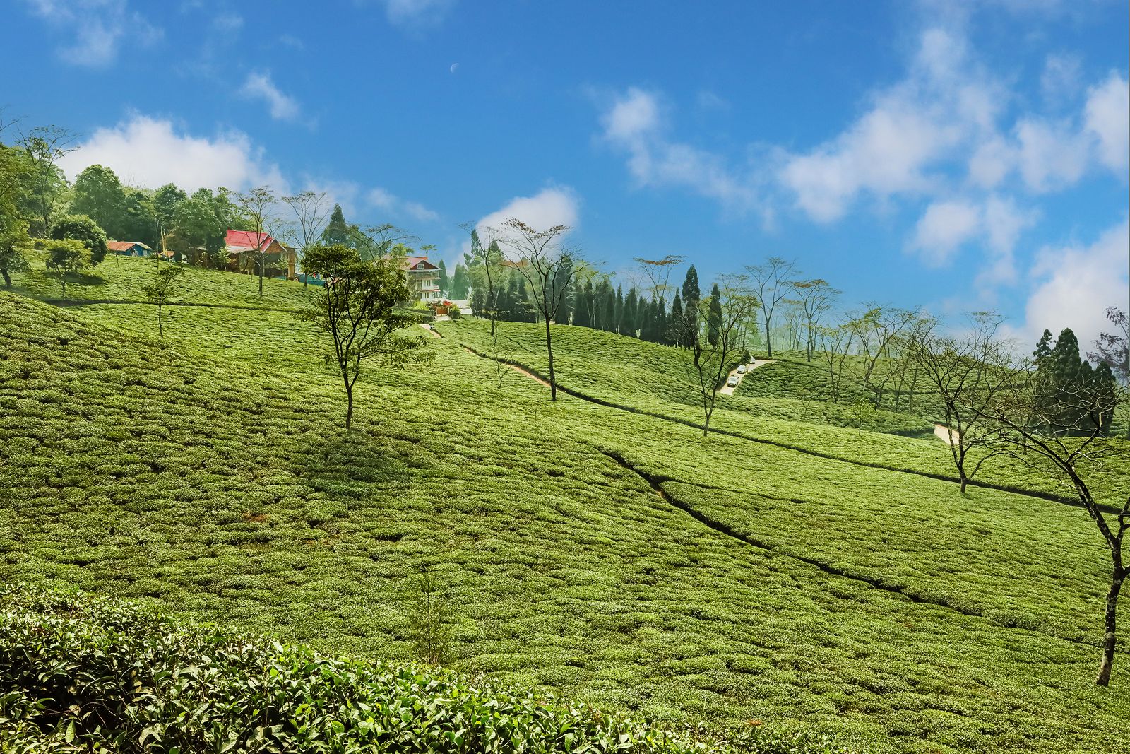 Tea bushes covering a whole hillside below red roofed estate cottages and dark cypress trees