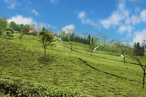 Free Lush green tea plantation with blue sky and rolling hills in India. Stock Photo