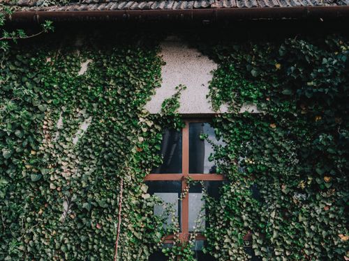 Free A rustic wall covered in lush green ivy surrounding a classic glass window, creating an enchanting, vintage look. Stock Photo