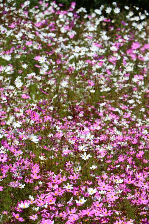 Free A blooming field of vibrant pink and white wildflowers under sunlight. Stock Photo