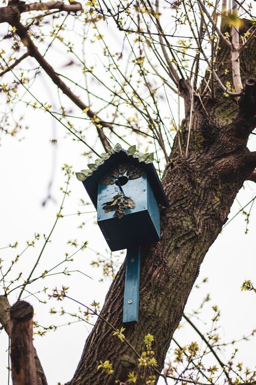 Free A charming blue birdhouse perched on a tree branch amidst blooming springtime foliage. Stock Photo
