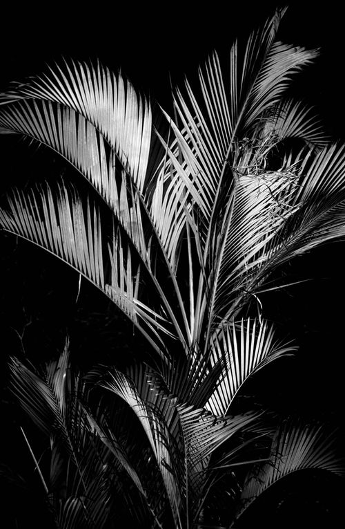 Free Arte De Flowers ISO oara enmarcar en la paredes  Stock Photo