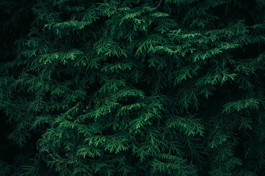 Detailed close-up of lush green coniferous tree foliage creating a textured, natural background.