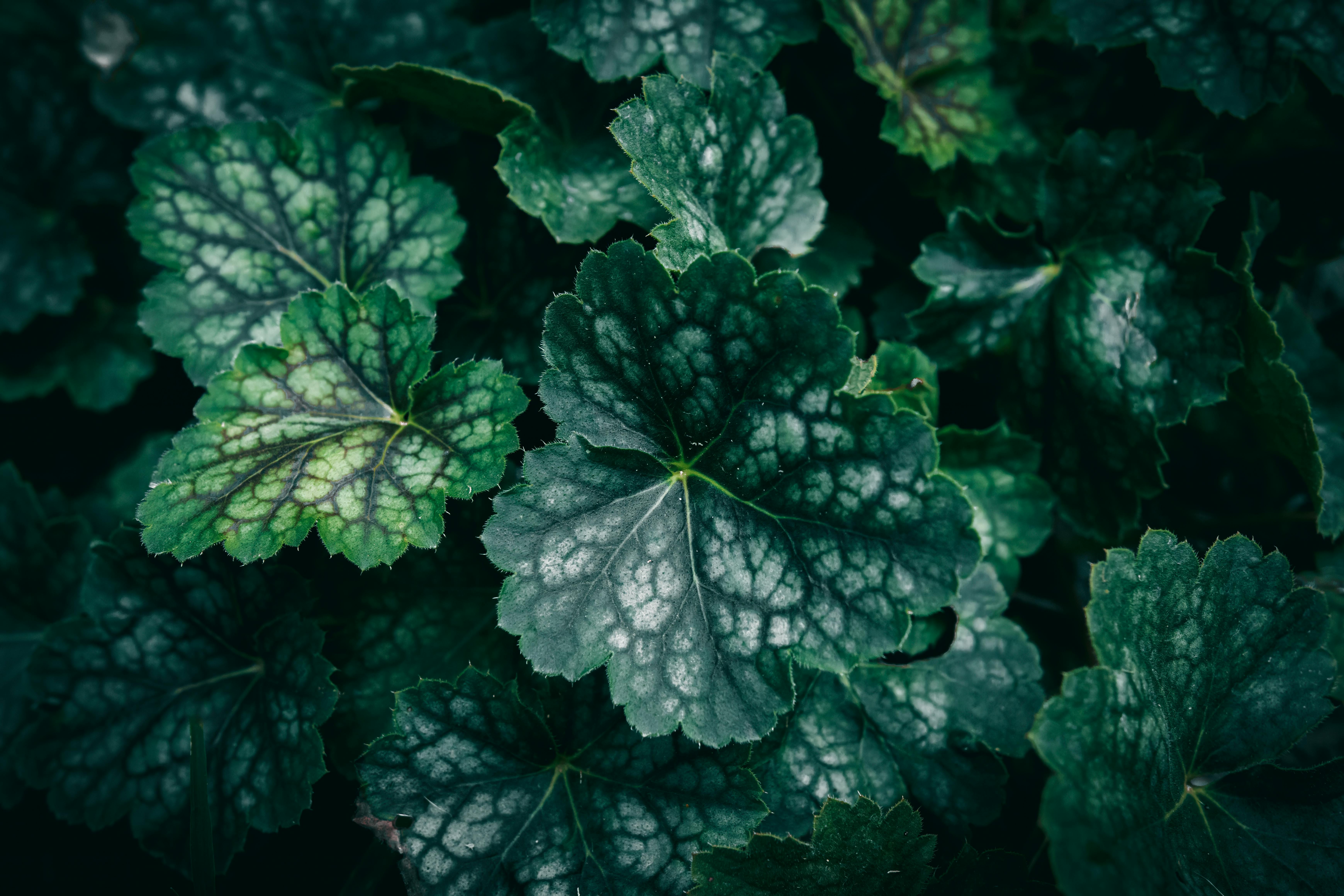 A close-up shot of alumroot leaves showcasing lush green colors and intricate patterns.