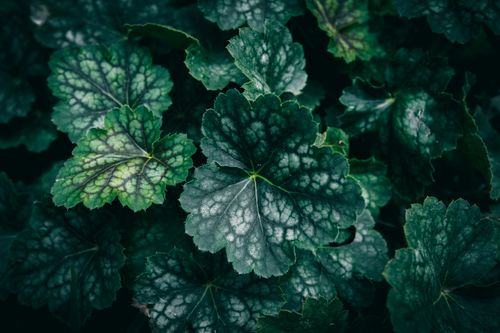 Free A close-up shot of alumroot leaves showcasing lush green colors and intricate patterns. Stock Photo