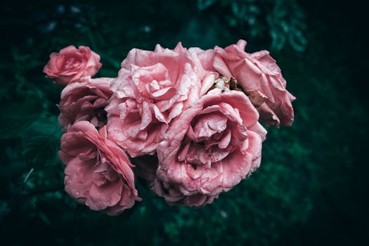 Closeup of vibrant pink roses with water droplets, set against a dark green background.
