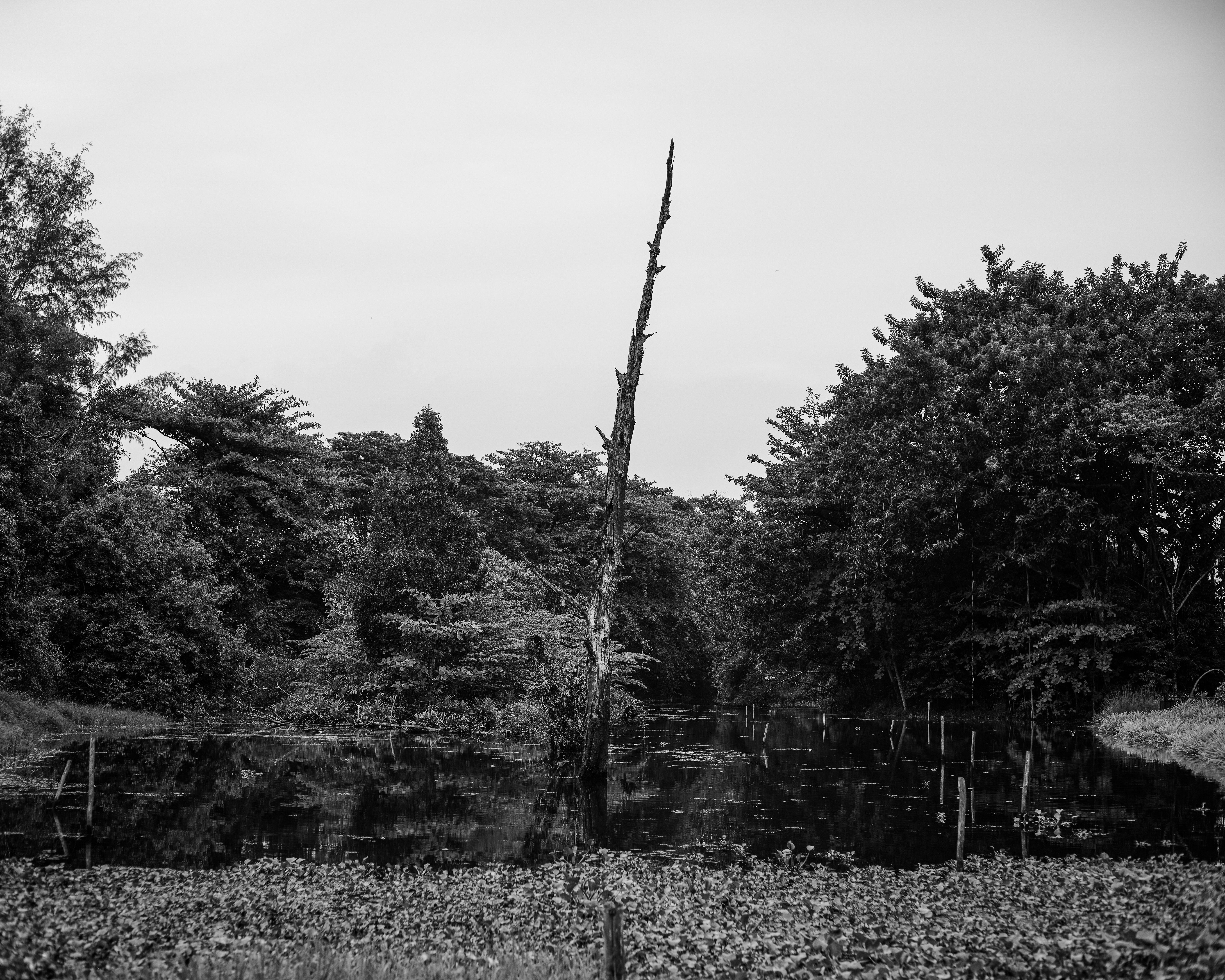 Black and white photo of a tranquil forest pond surrounded by dense trees, featuring calm waters.