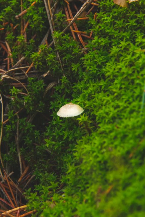 Free Detailed macro shot of a mushroom growing amidst lush green moss and pine needles. Stock Photo