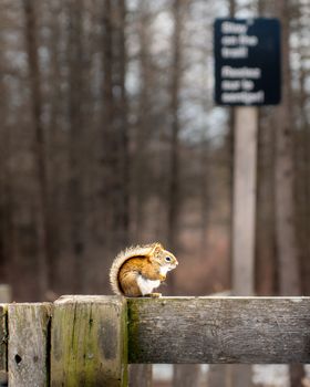A red squirrel sits on a wooden fence in an autumn forest in Ottawa, Canada.