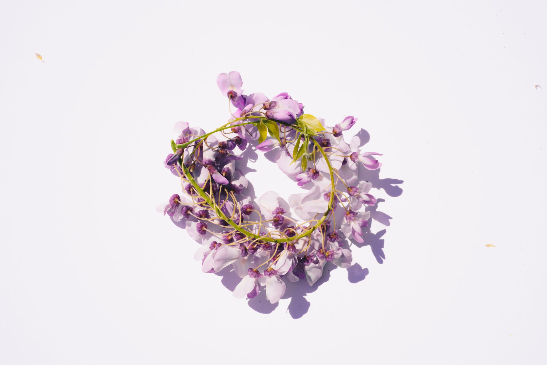 A minimalistic floral arrangement featuring a wreath of purple wisteria flowers on a white background.