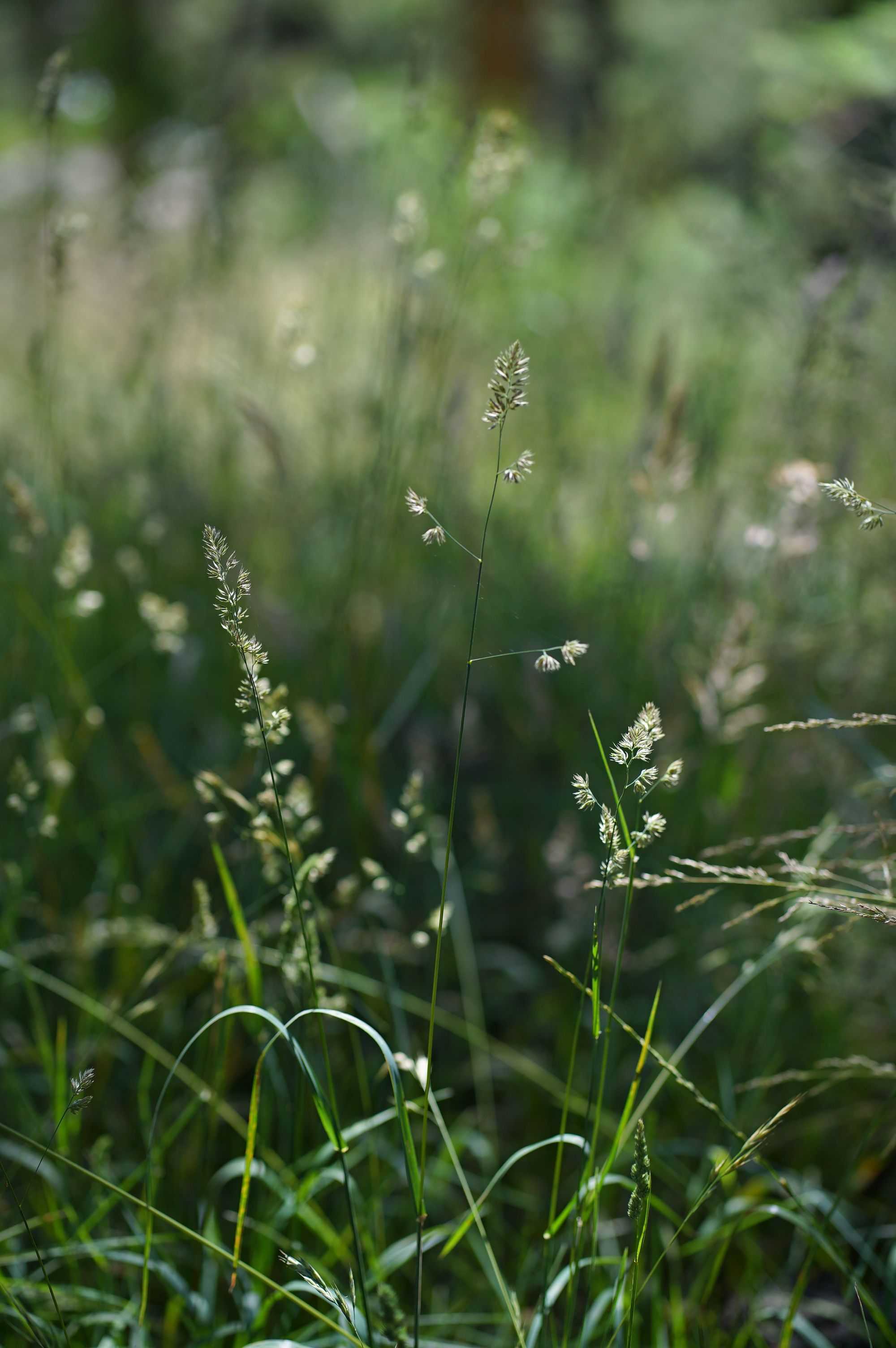 Close-Up of Green Grass in Sunny Field · Free Stock Photo