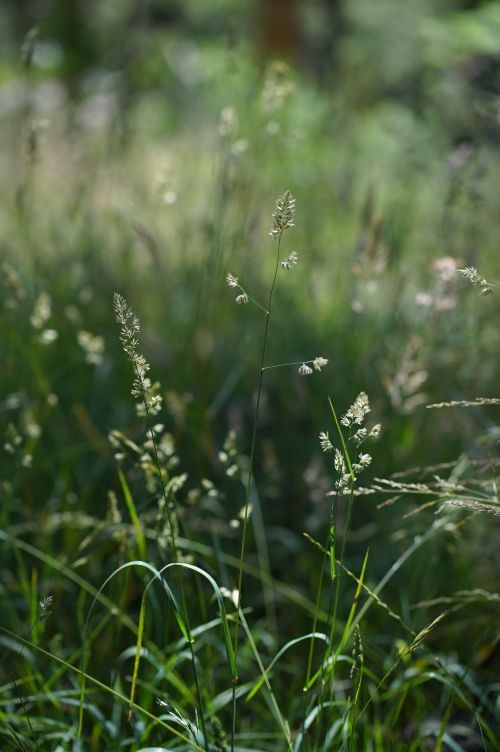 Free Serene close-up of green grass in a sunlit field, showcasing nature's beauty. Stock Photo