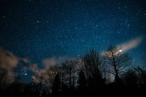 Free A breathtaking view of a star-filled night sky with silhouetted trees beneath. Stock Photo