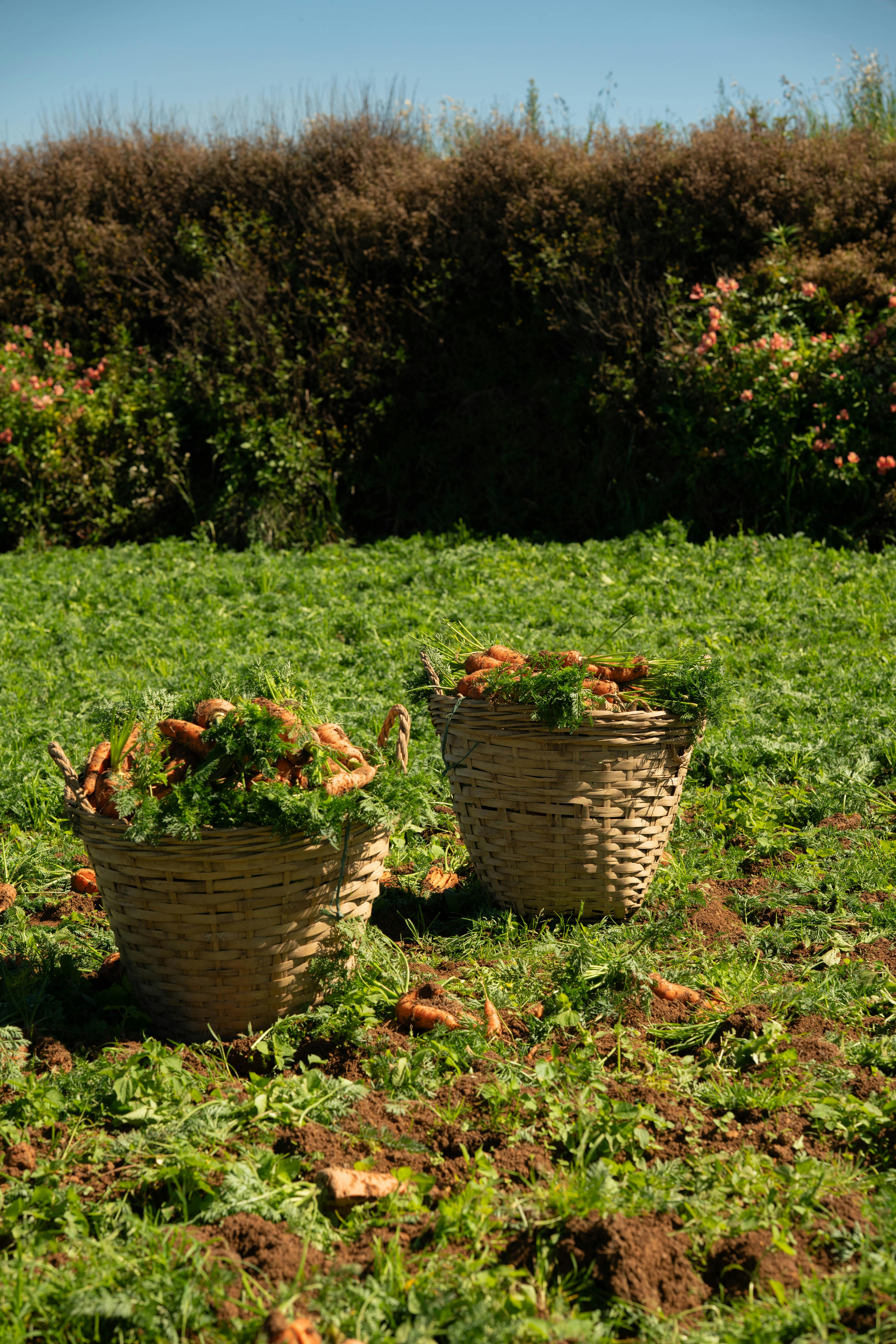 What Are The Best Yield Farming Opportunities? What Are The Best Yield Farming Opportunities?