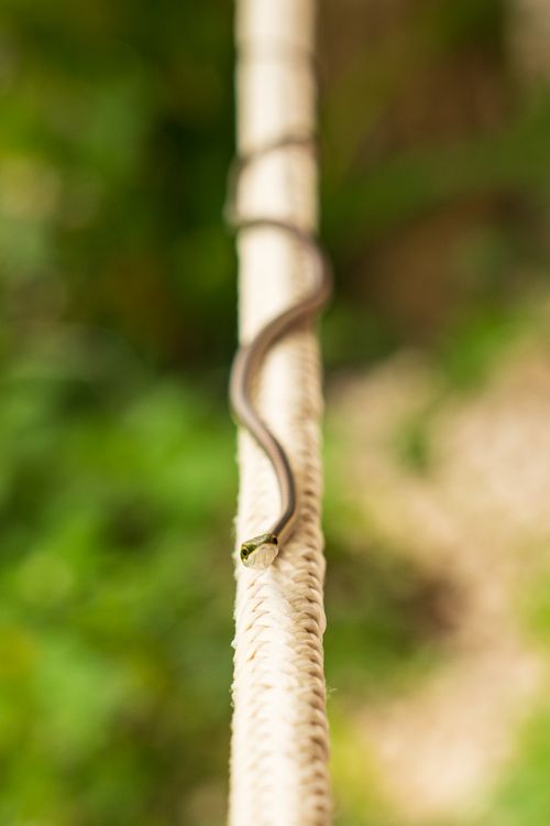 Free A small green snake slithers along a natural rope in a lush jungle setting. Stock Photo