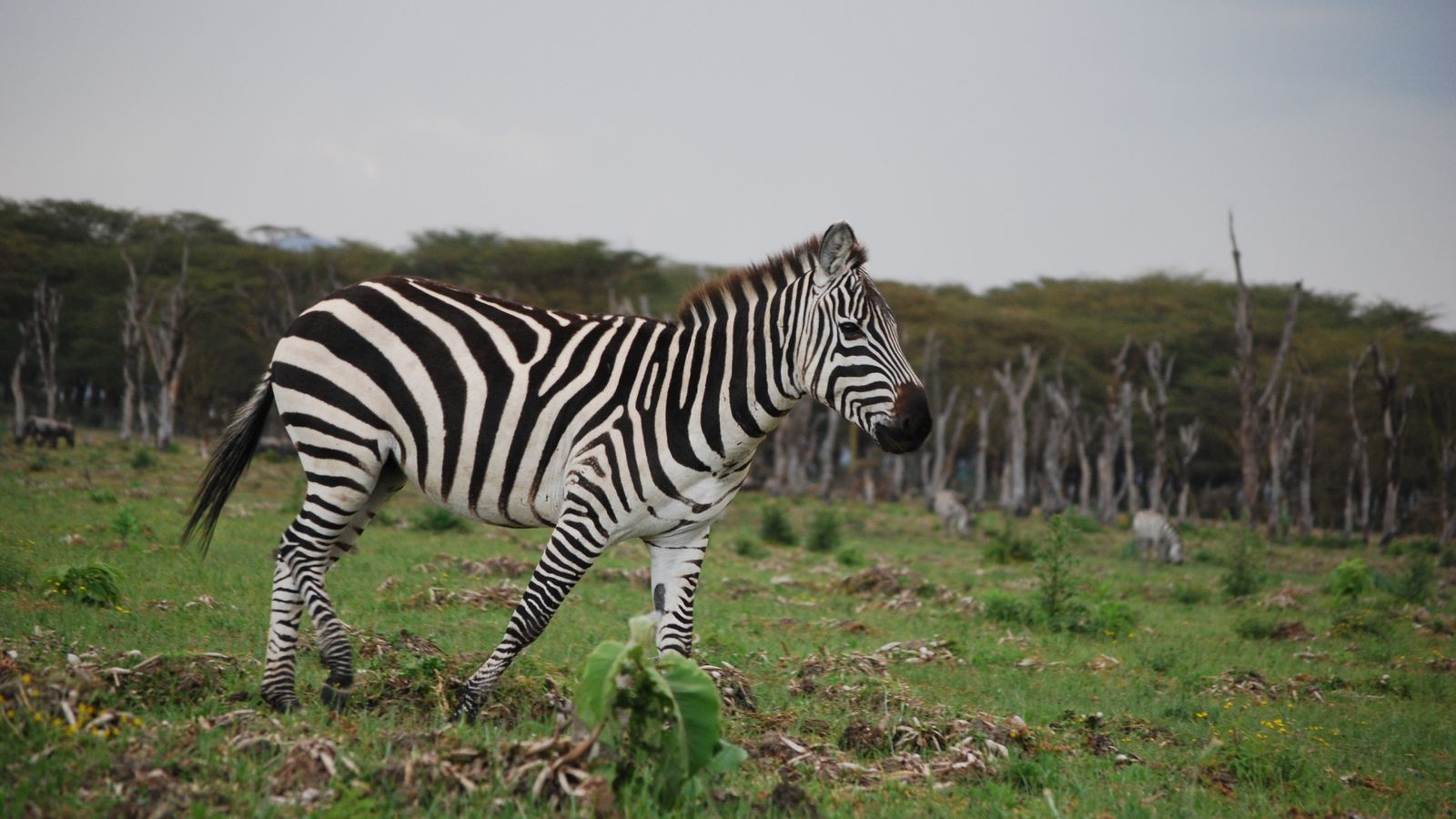 Paisagem e vida selvagem na savana do Quénia.