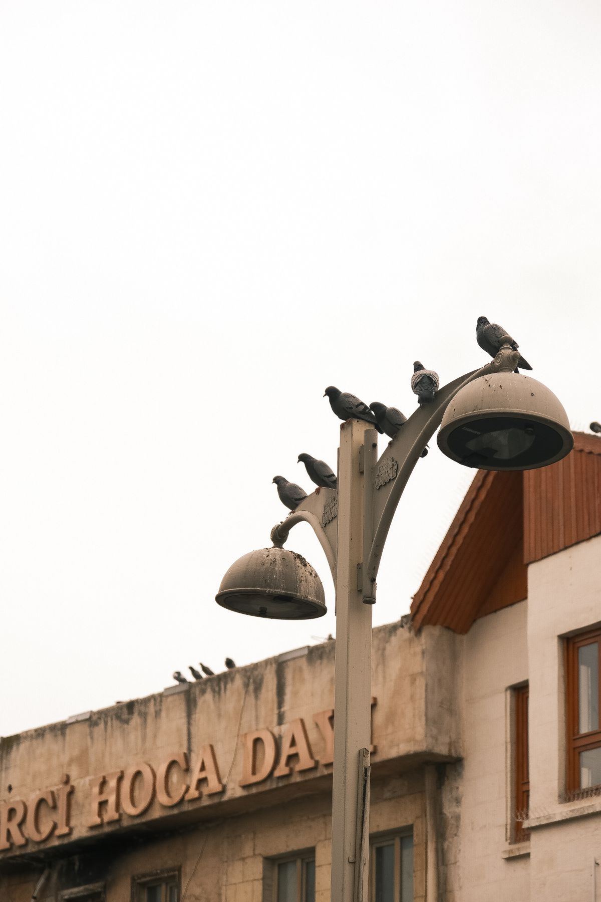 Pigeons perchés sur un lampadaire devant une façade ancienne