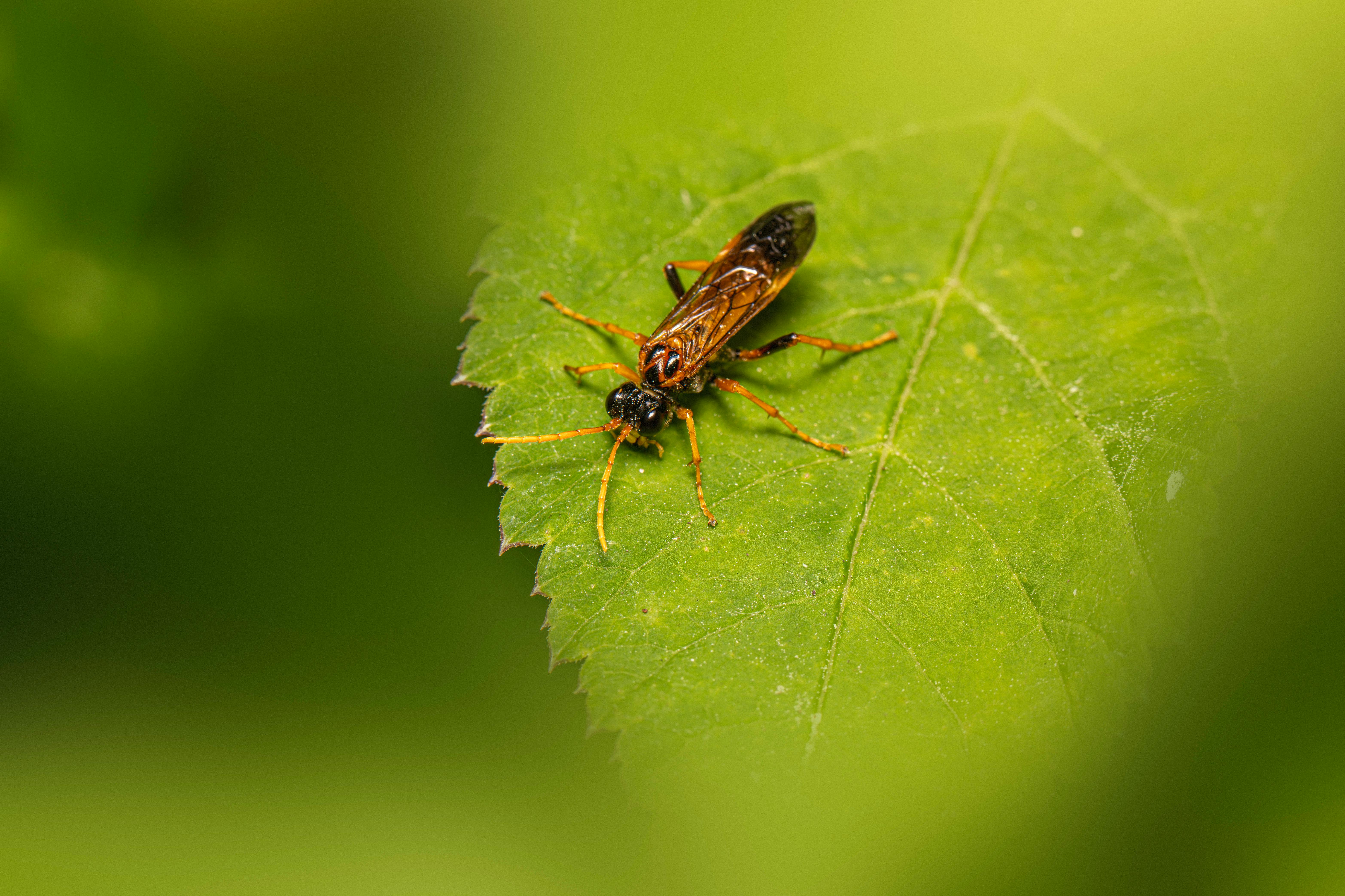 A close-up of a figwort sawfly (Tenthredo scrophulariae) resting on a green leaf.