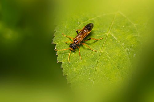 Free A close-up of a figwort sawfly (Tenthredo scrophulariae) resting on a green leaf. Stock Photo