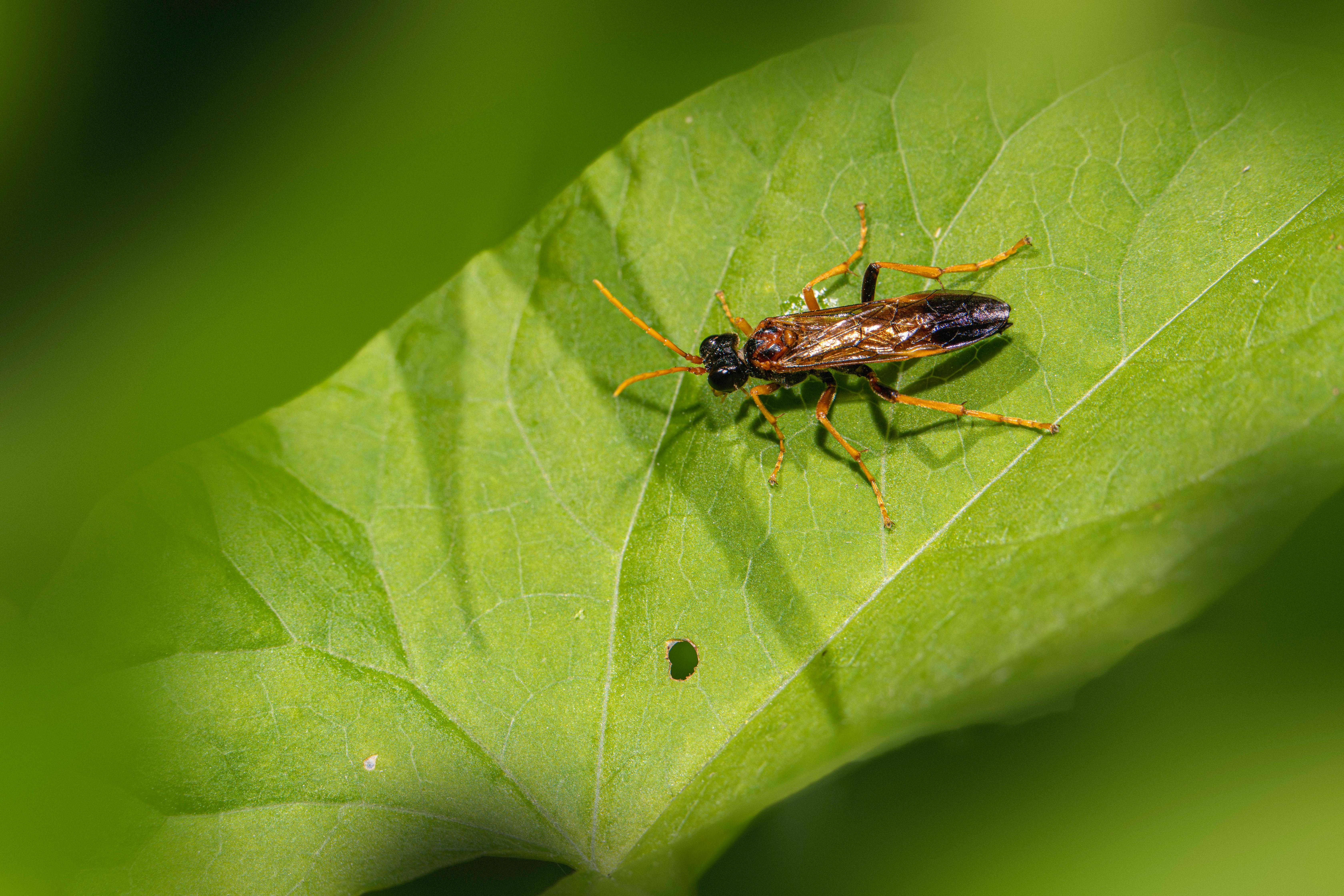 How to Get Rid of Sawflies Naturally in Your Garden