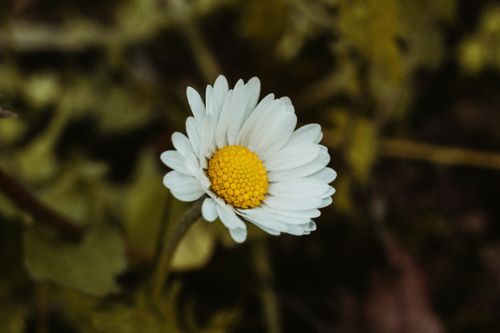 Free Macro shot of a white daisy with yellow center in Jastrebarsko, Croatia's natural setting. Stock Photo